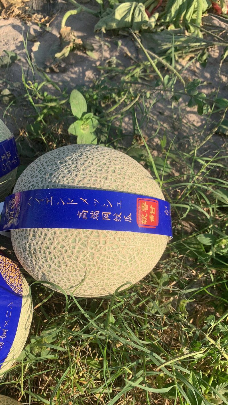 海南2级玫龙蜜瓜大量上市，供应各大超市，及各大挡口