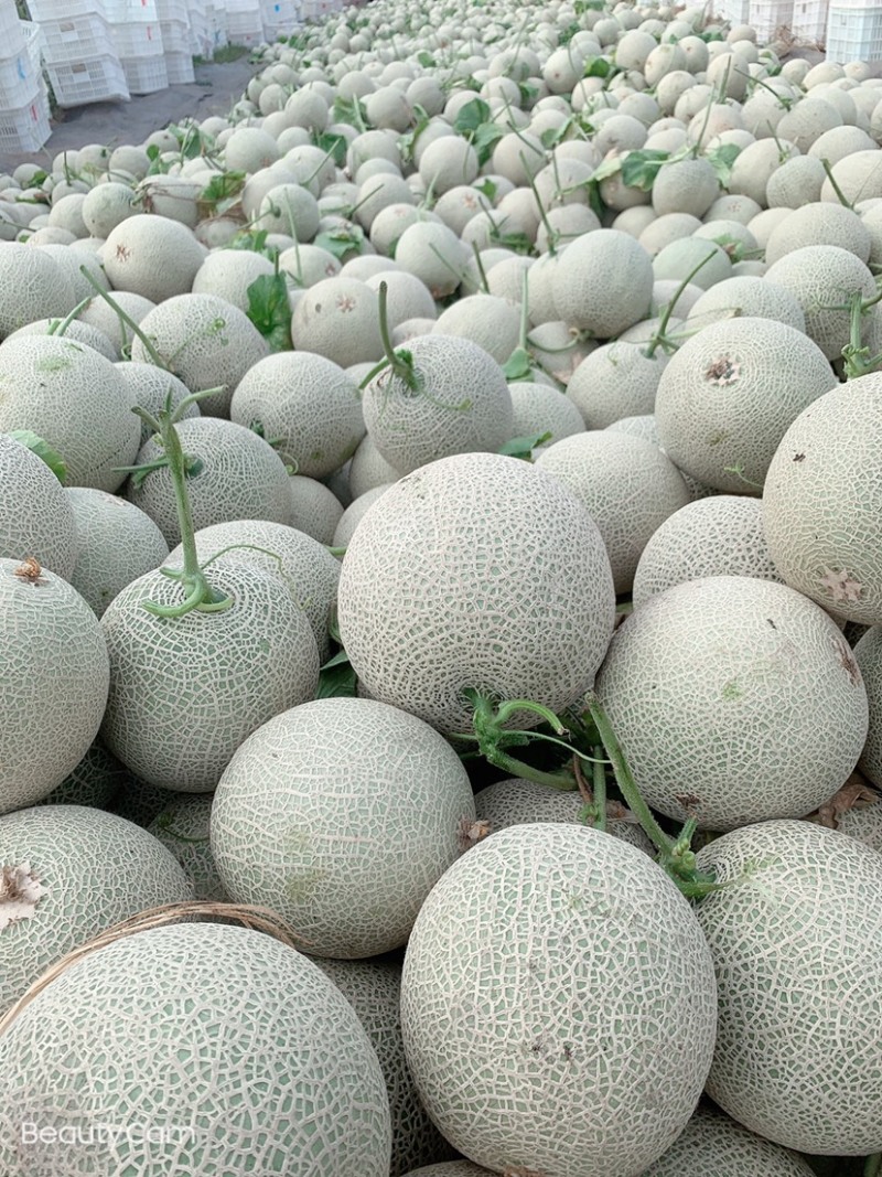 海南2级玫龙蜜瓜大量上市，供应各大超市，及各大挡口