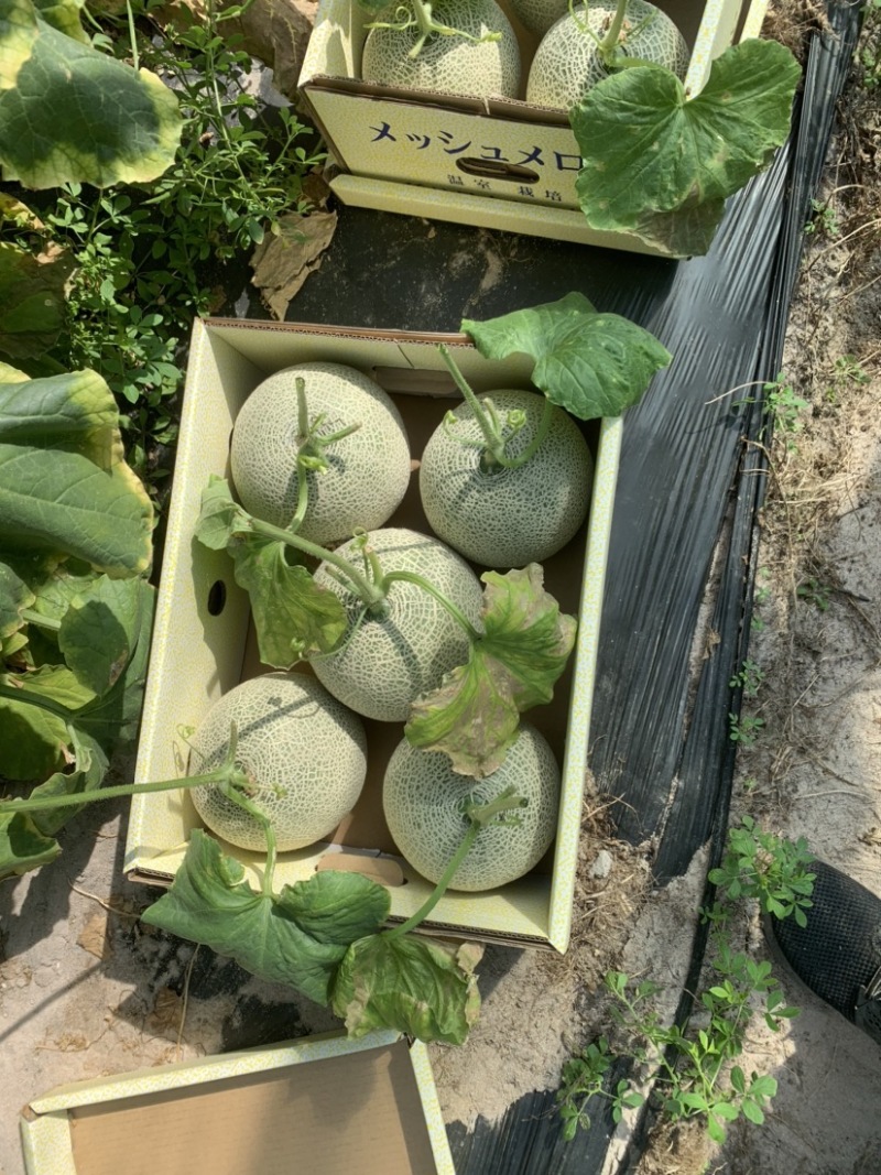 海南2级玫龙蜜瓜大量上市，供应各大超市，及各大挡口
