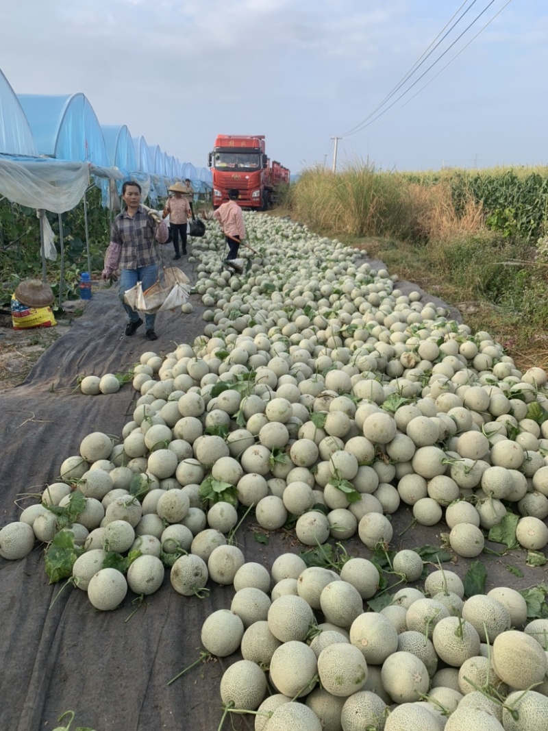 海南2级玫龙蜜瓜大量上市，供应各大超市，及各大挡口