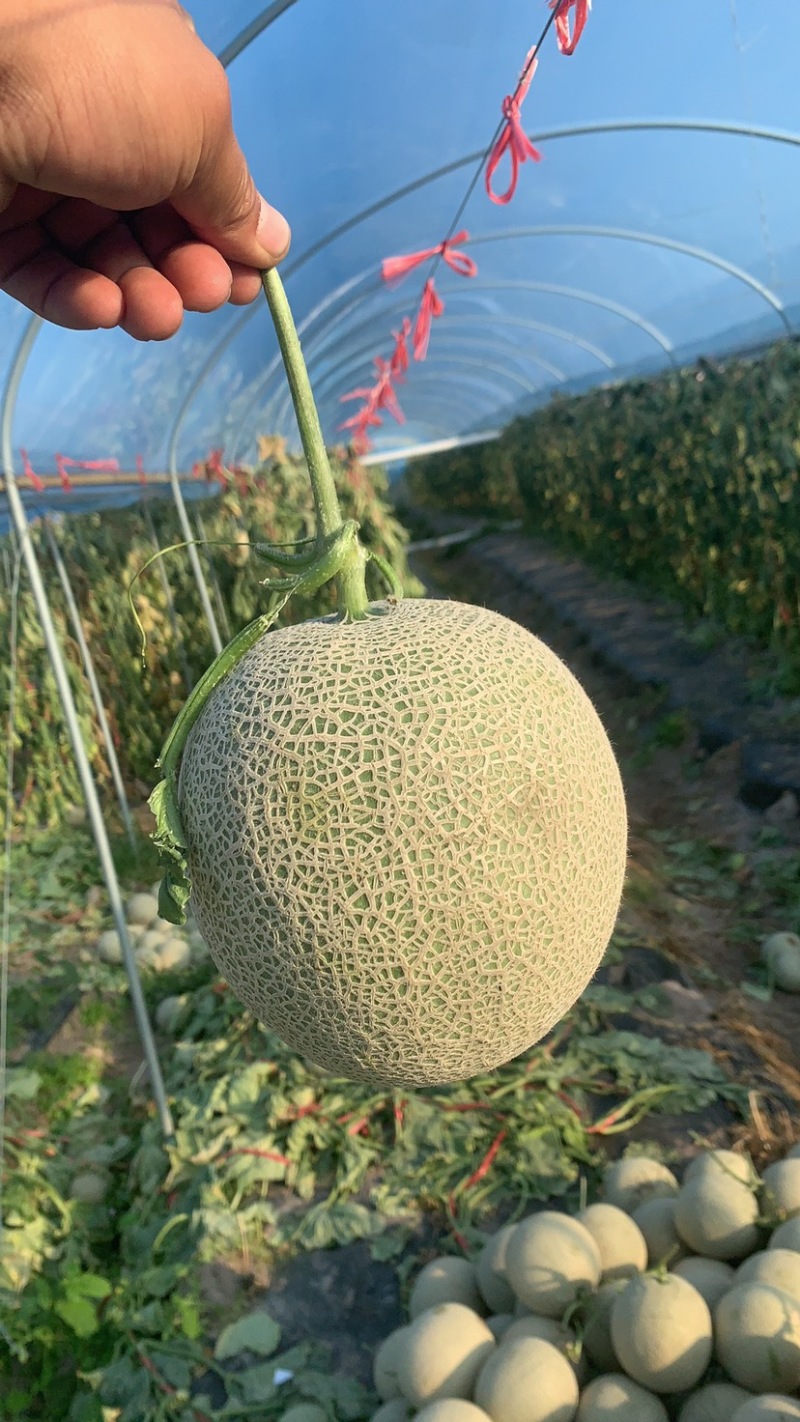 海南2级玫龙蜜瓜大量上市，供应各大超市，及各大挡口
