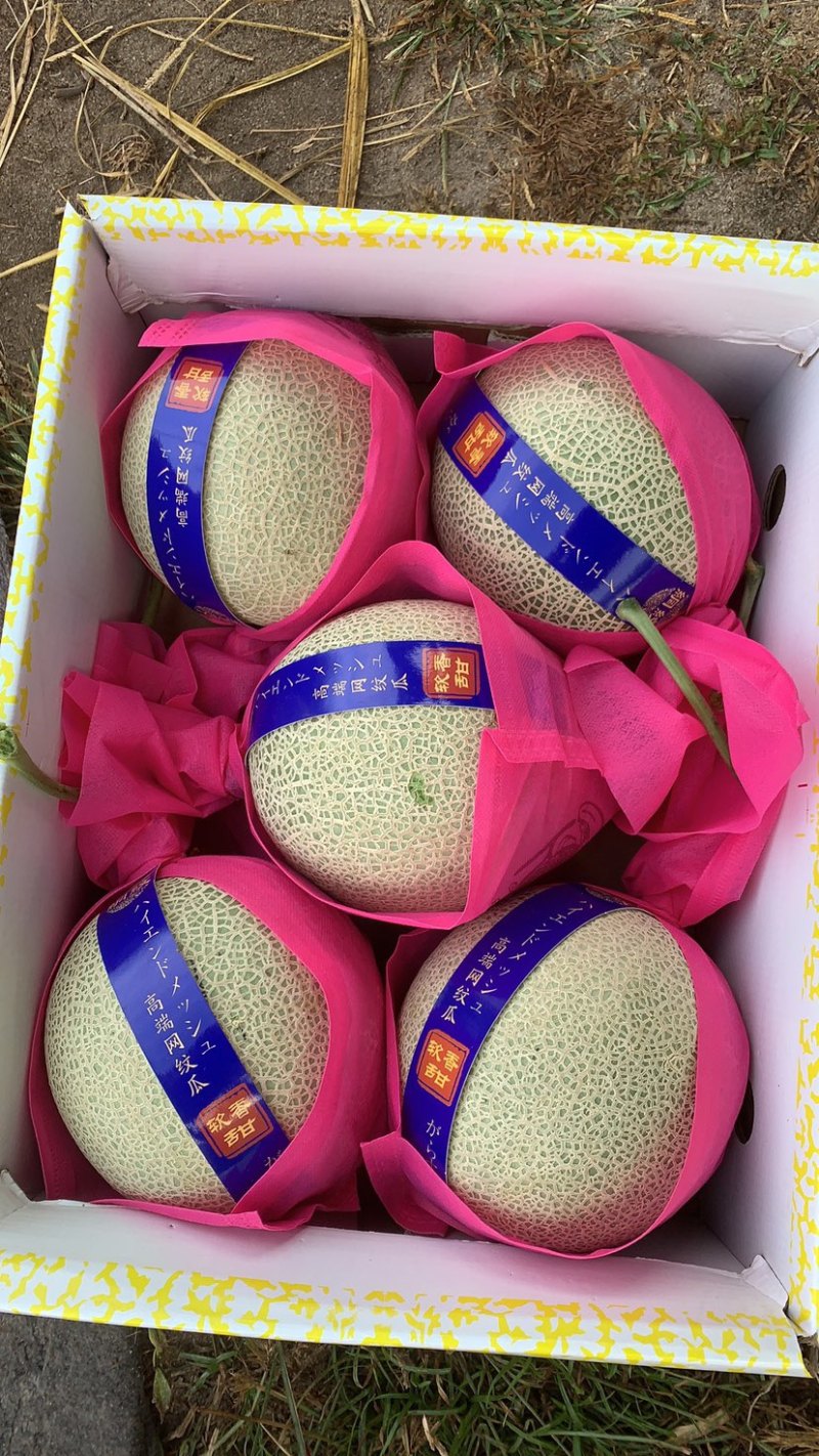 海南2级玫龙蜜瓜大量上市，供应各大超市，及各大挡口