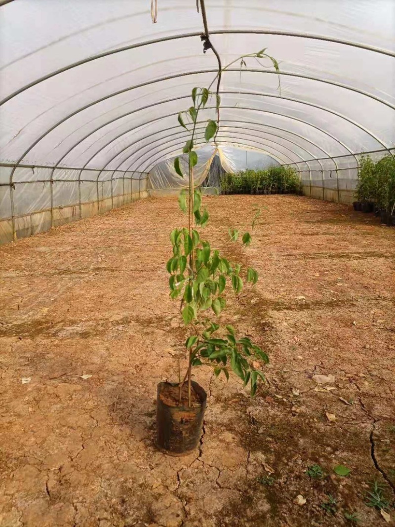 炮仗花工程用苗云南苗圃自产自销庭院种植