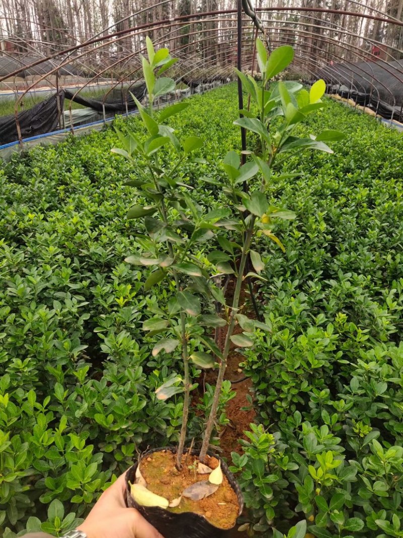 大叶黄杨产地直供量大从优苗木花卉对接工程绿化等