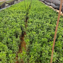 大叶黄杨产地直供量大从优苗木花卉对接工程绿化等