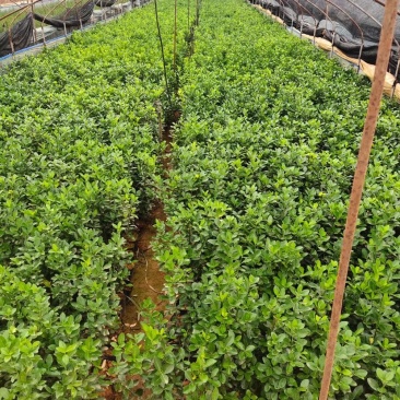 大叶黄杨产地直供量大从优苗木花卉对接工程绿化等
