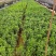 大叶黄杨产地直供量大从优苗木花卉对接工程绿化等