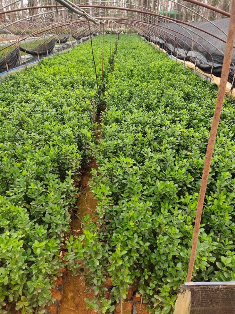 大叶黄杨产地直供量大从优苗木花卉对接工程绿化等