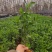 大叶黄杨产地直供量大从优苗木花卉对接工程绿化等