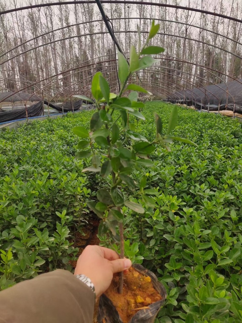大叶黄杨产地直供量大从优苗木花卉对接工程绿化等