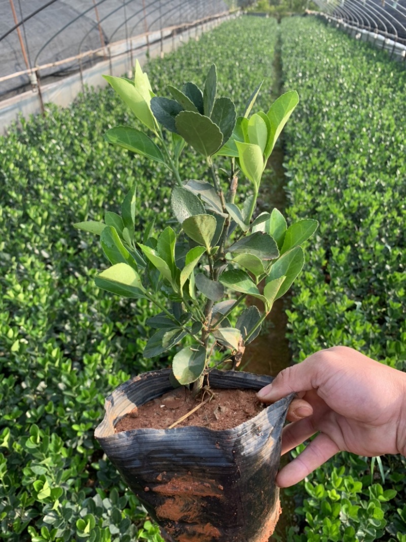 大叶黄杨产地直供量大从优苗木花卉对接工程绿化等