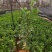 大叶黄杨产地直供量大从优苗木花卉对接工程绿化等