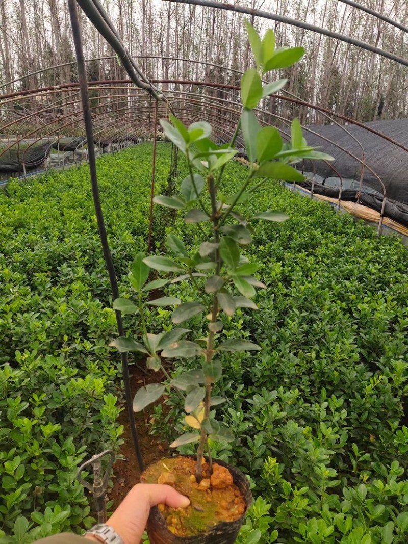 大叶黄杨产地直供量大从优苗木花卉对接工程绿化等