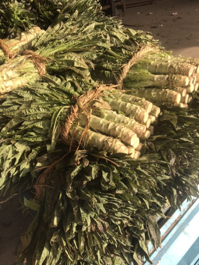 红叶莴苣尖叶莴苣江苏尖莴苣盐城莴苣东台莴苣