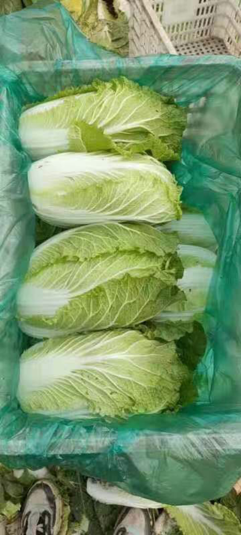 江苏海安黄心大白菜/产地大量供应，超市/电商/超市