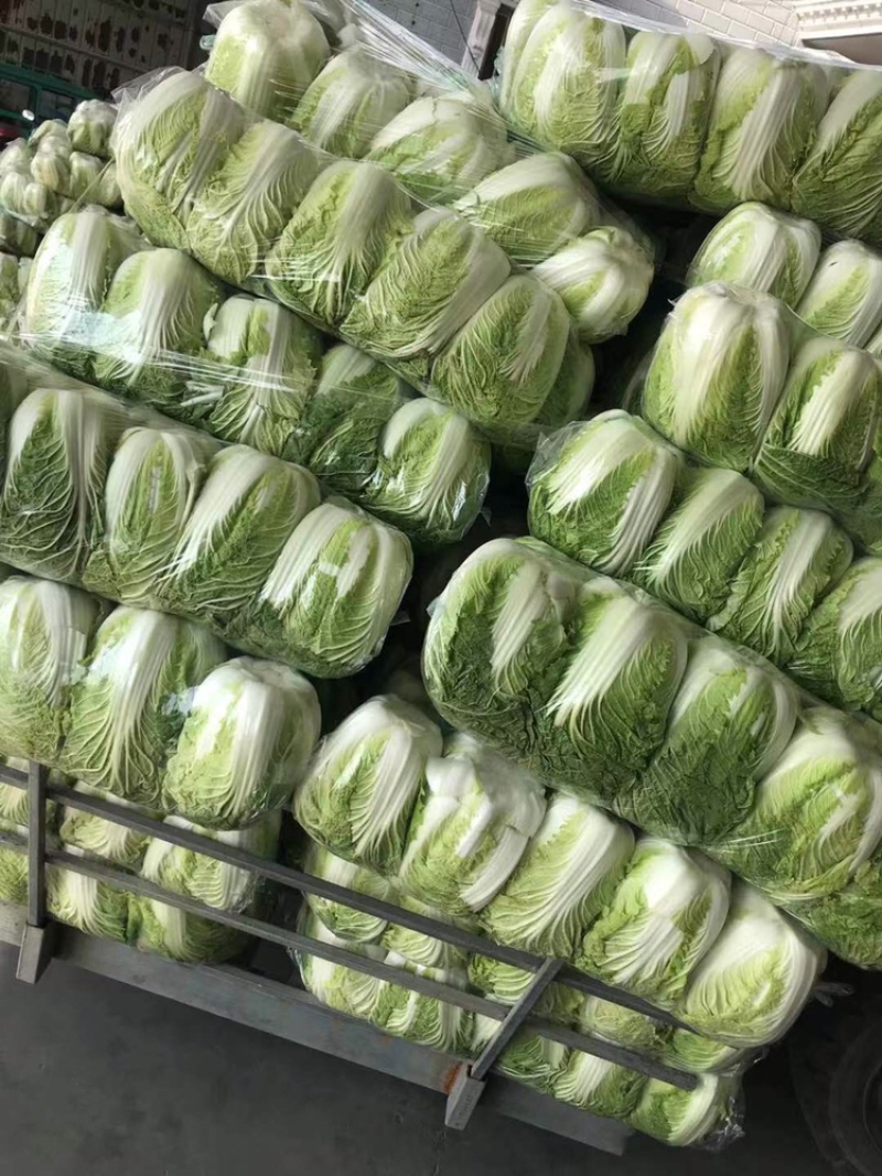 江苏海安黄心大白菜/产地大量供应，超市/电商/超市
