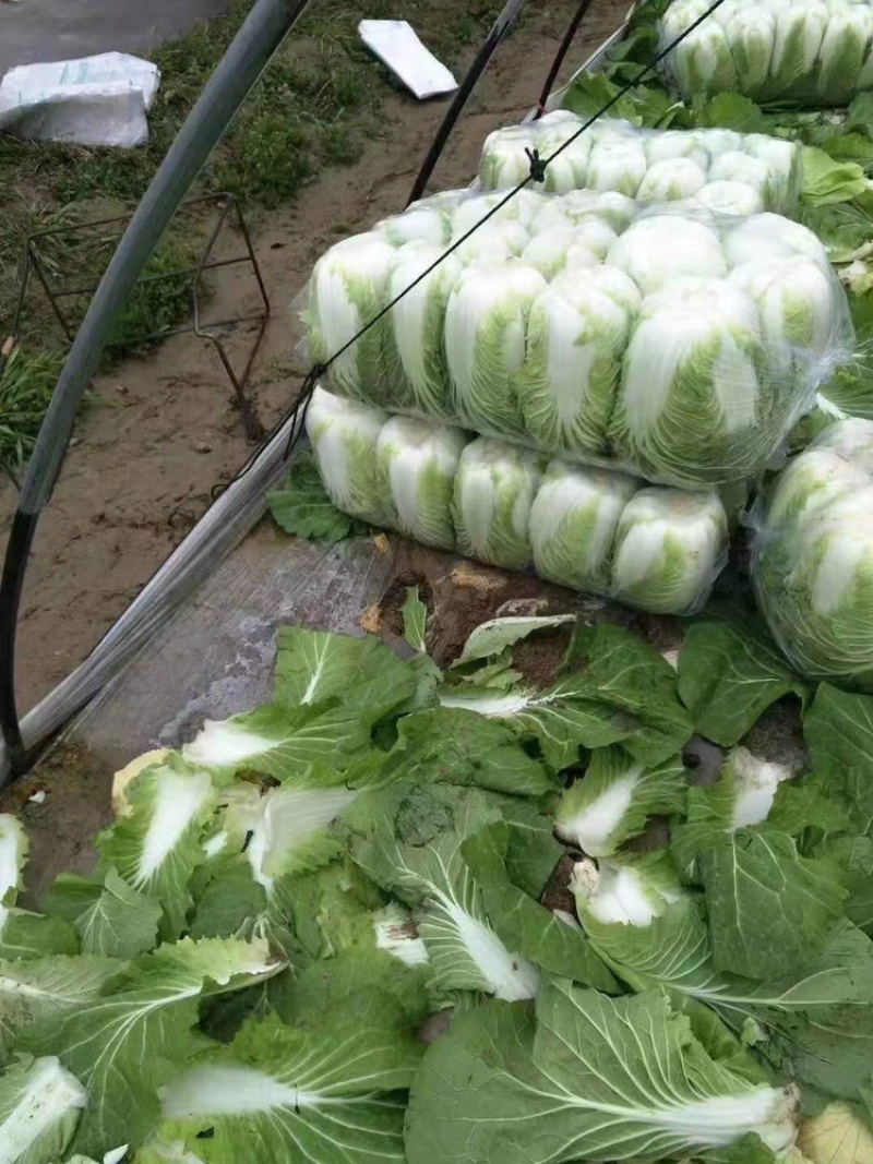 江苏海安黄心大白菜/产地大量供应，超市/电商/超市