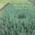 迷迭香工程用苗云南自产自销绿化用苗