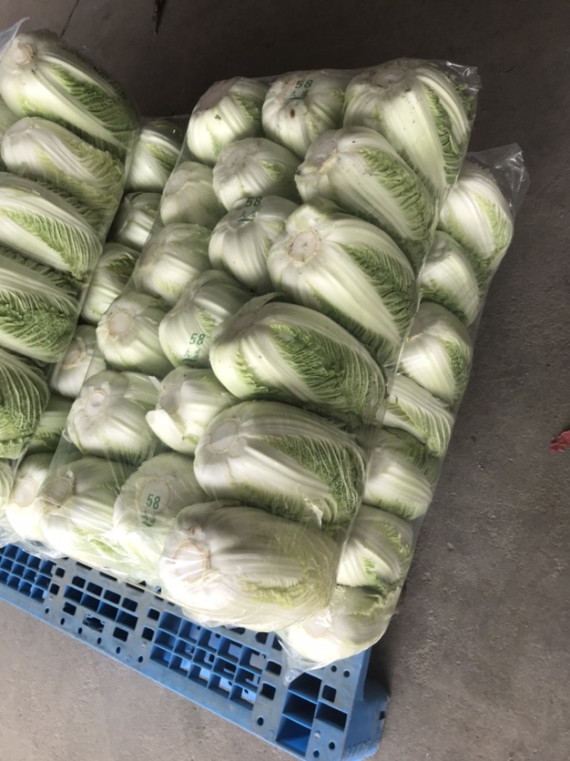 江苏海安黄心大白菜/产地大量供应，超市/电商/超市