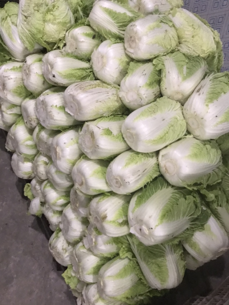 江苏海安黄心大白菜/产地大量供应，超市/电商/超市
