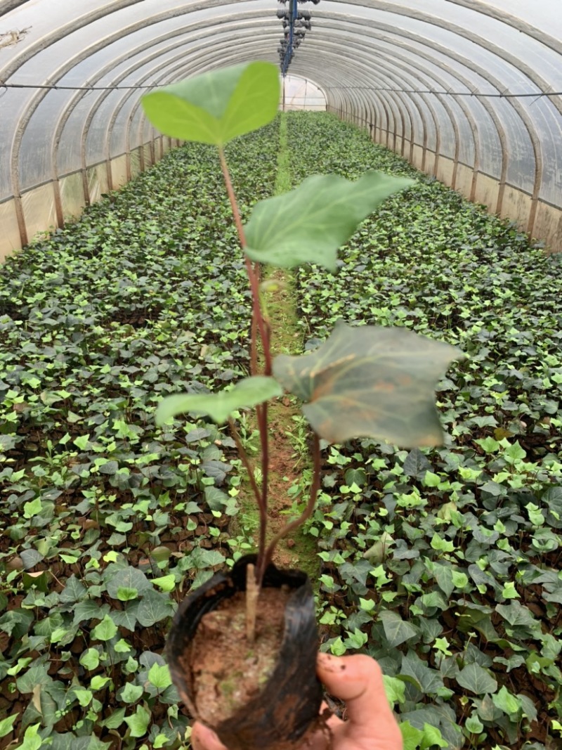 常春藤工程用苗云南苗圃自产自销庭院种植绿化铺坡