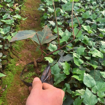 常春藤工程用苗云南苗圃自产自销庭院种植绿化铺坡