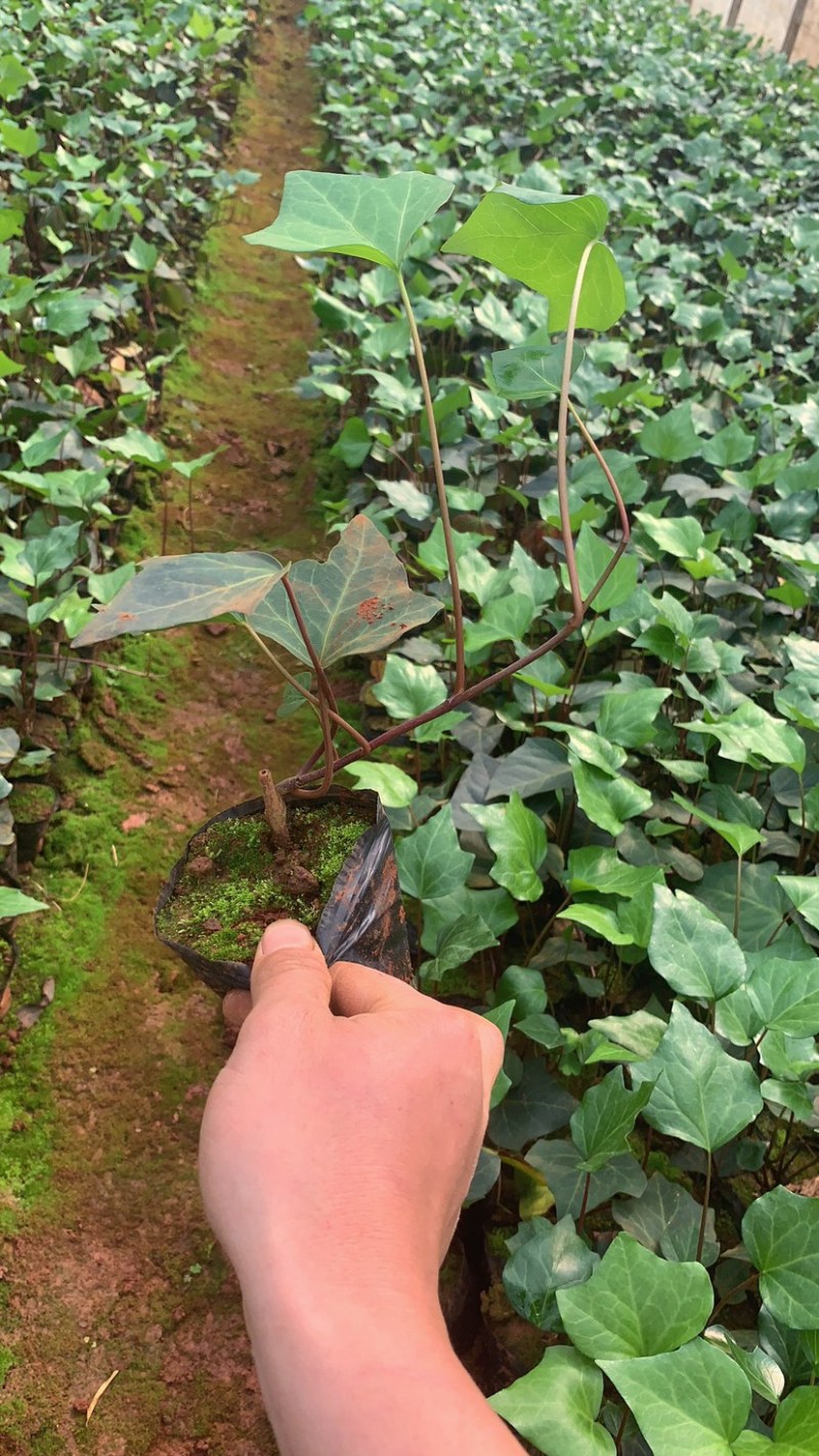 常春藤工程用苗云南苗圃自产自销庭院种植绿化铺坡
