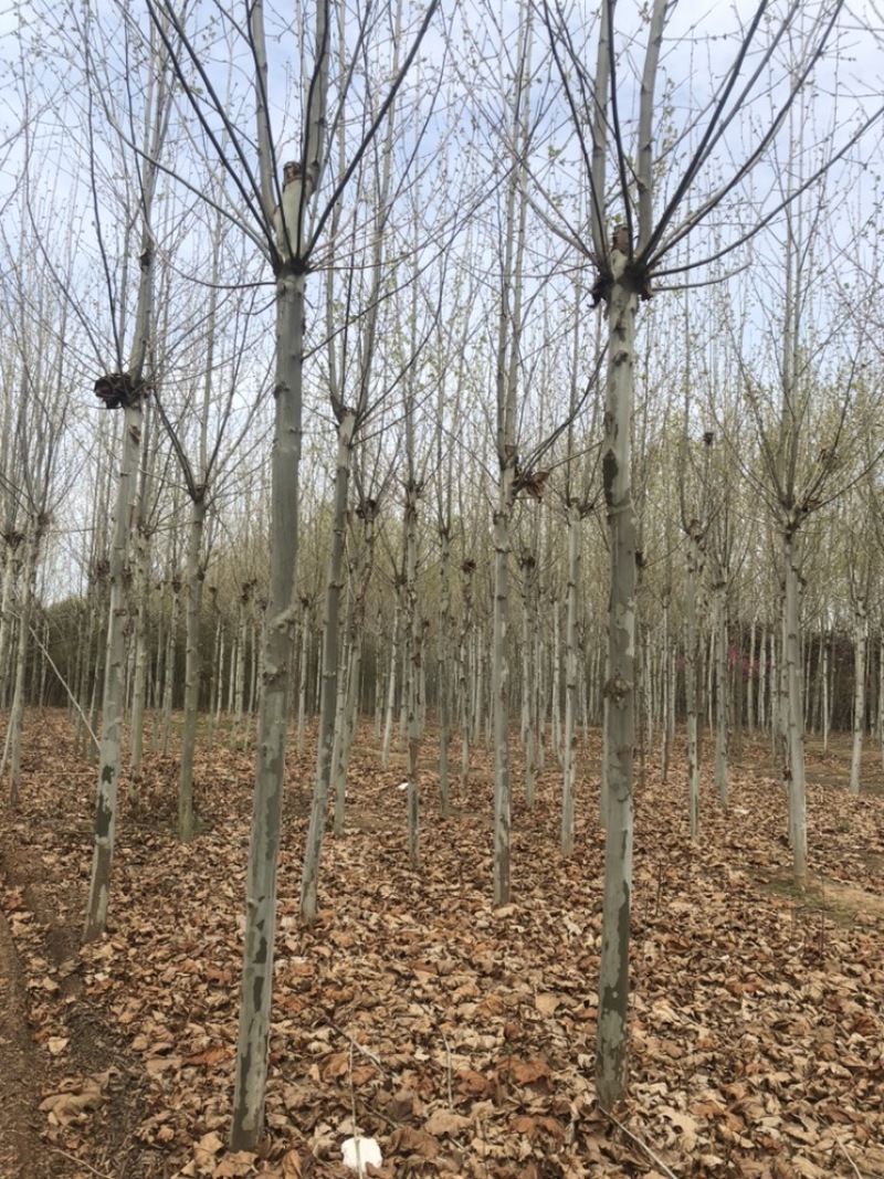 法桐6-12有货干直截头发帽1-3年