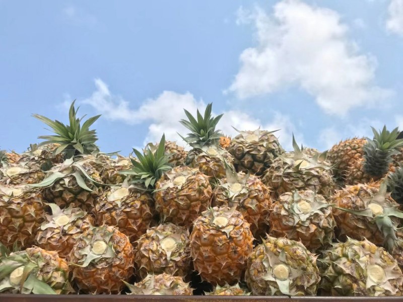 【送菠萝刀】徐闻菠萝一件代发当天采摘当天发货