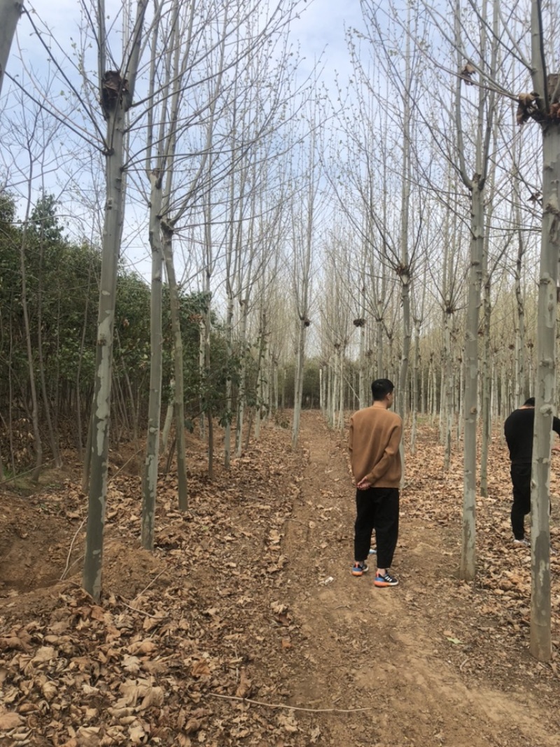法桐6-12有货干直截头发帽1-3年