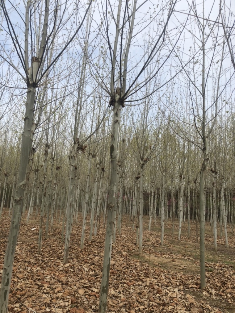 法桐6-12有货干直截头发帽1-3年