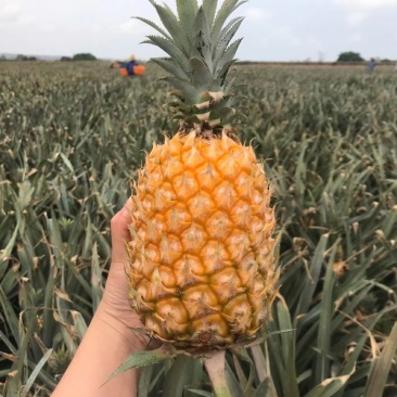 【送菠萝刀】徐闻菠萝一件代发当天采摘当天发货