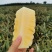 【送菠萝刀】徐闻菠萝一件代发当天采摘当天发货