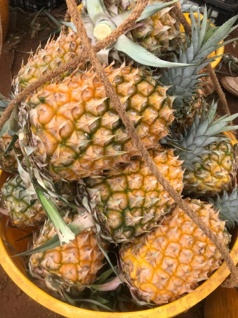 【送菠萝刀】徐闻菠萝一件代发当天采摘当天发货