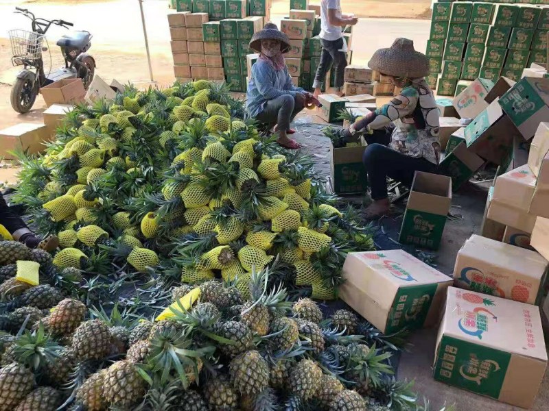 【送菠萝刀】徐闻菠萝一件代发当天采摘当天发货