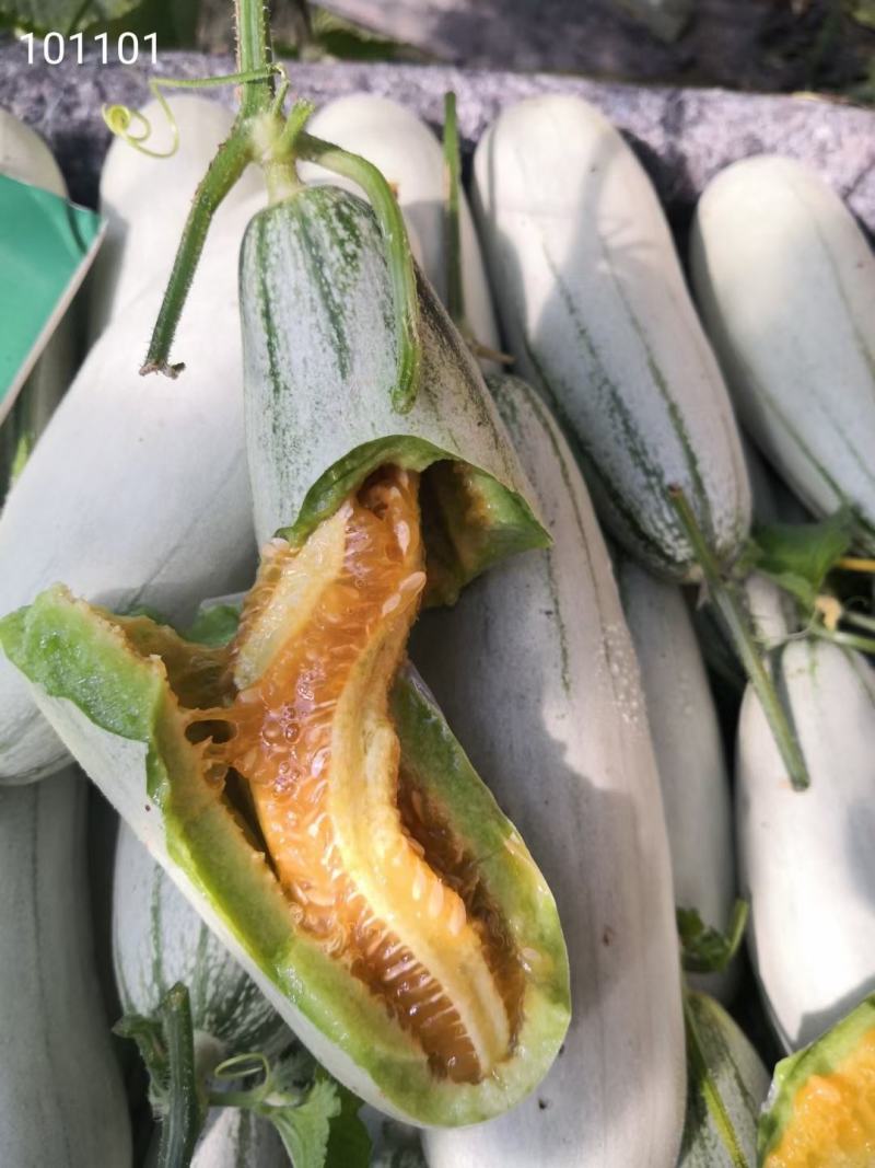 羊角蜜甜瓜（山东甜瓜）产地直供一手货源脆甜多汁
