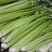 【热销】芹菜，山东济南商河芹菜，质优价廉，产地一手货源