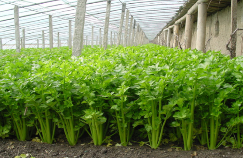 【热销】芹菜，山东济南商河芹菜，质优价廉，产地一手货源