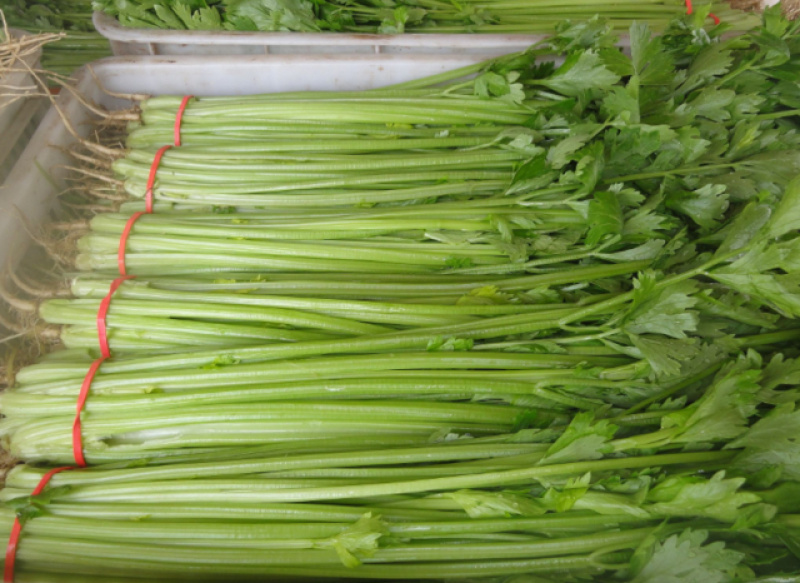 【热销】芹菜，山东济南商河芹菜，质优价廉，产地一手货源