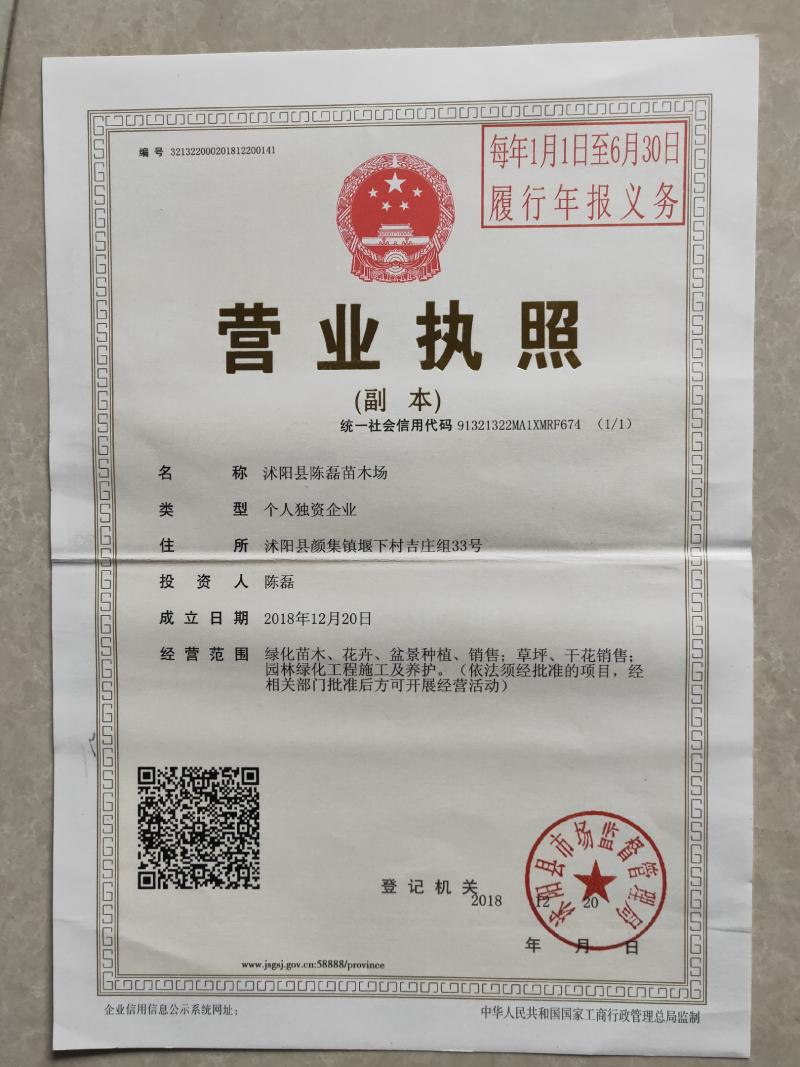 松柏树苗蜀快(塔柏)洒金柏地柏侧柏四季常青绿化工程苗