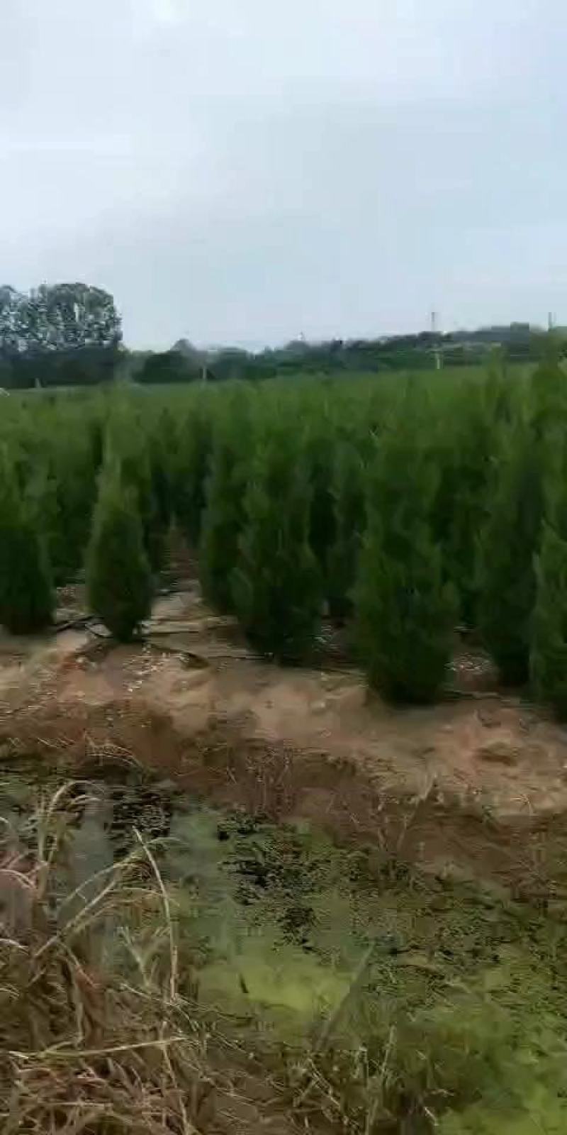 松柏树苗蜀快(塔柏)洒金柏地柏侧柏四季常青绿化工程苗