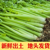 【热销】芹菜，山东济南商河芹菜，质优价廉，产地一手货源