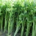 【热销】芹菜，山东济南商河芹菜，质优价廉，产地一手货源
