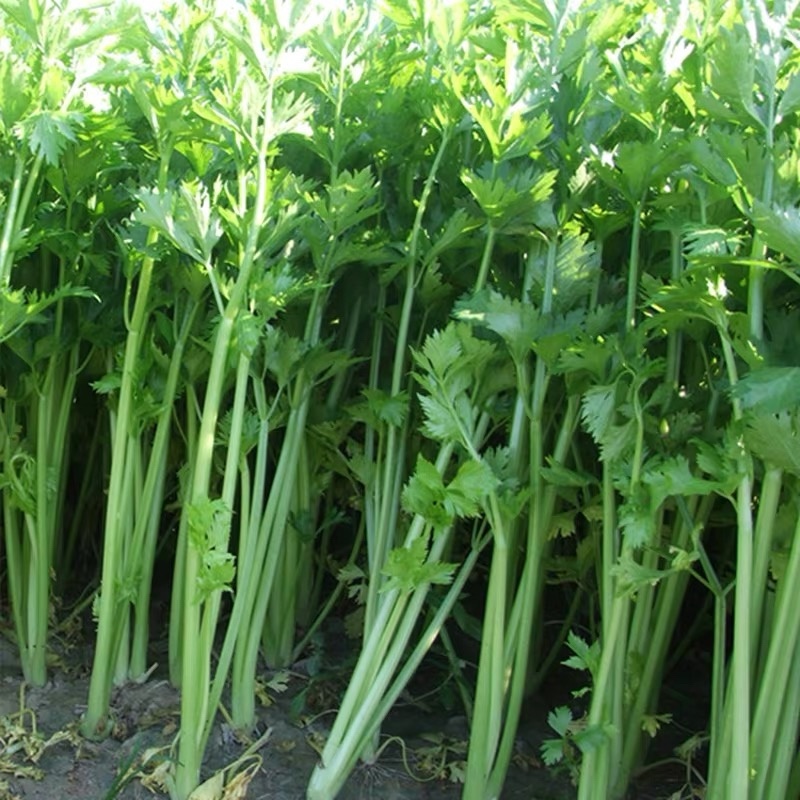 【热销】芹菜，山东济南商河芹菜，质优价廉，产地一手货源