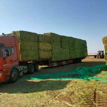 全绿燕麦草欢迎全国朋友采购发往全国各地。