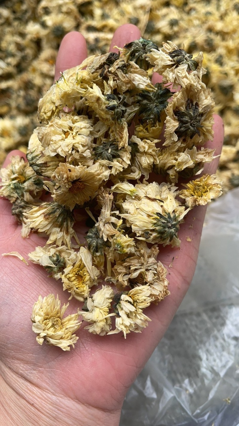 杭白菊实图拍摄一首货源