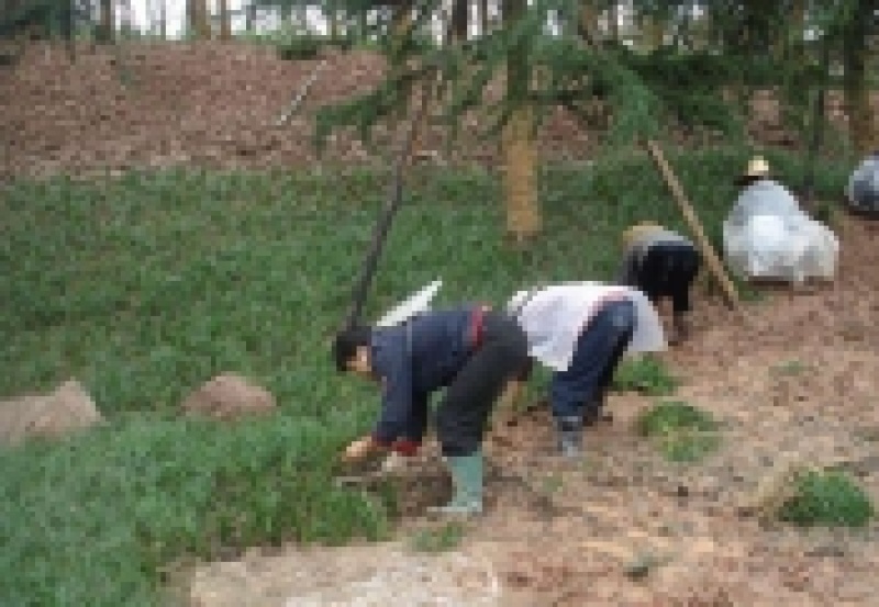 麦冬草，细叶麦冬草，沿阶草耐寒耐旱以实时报价为准