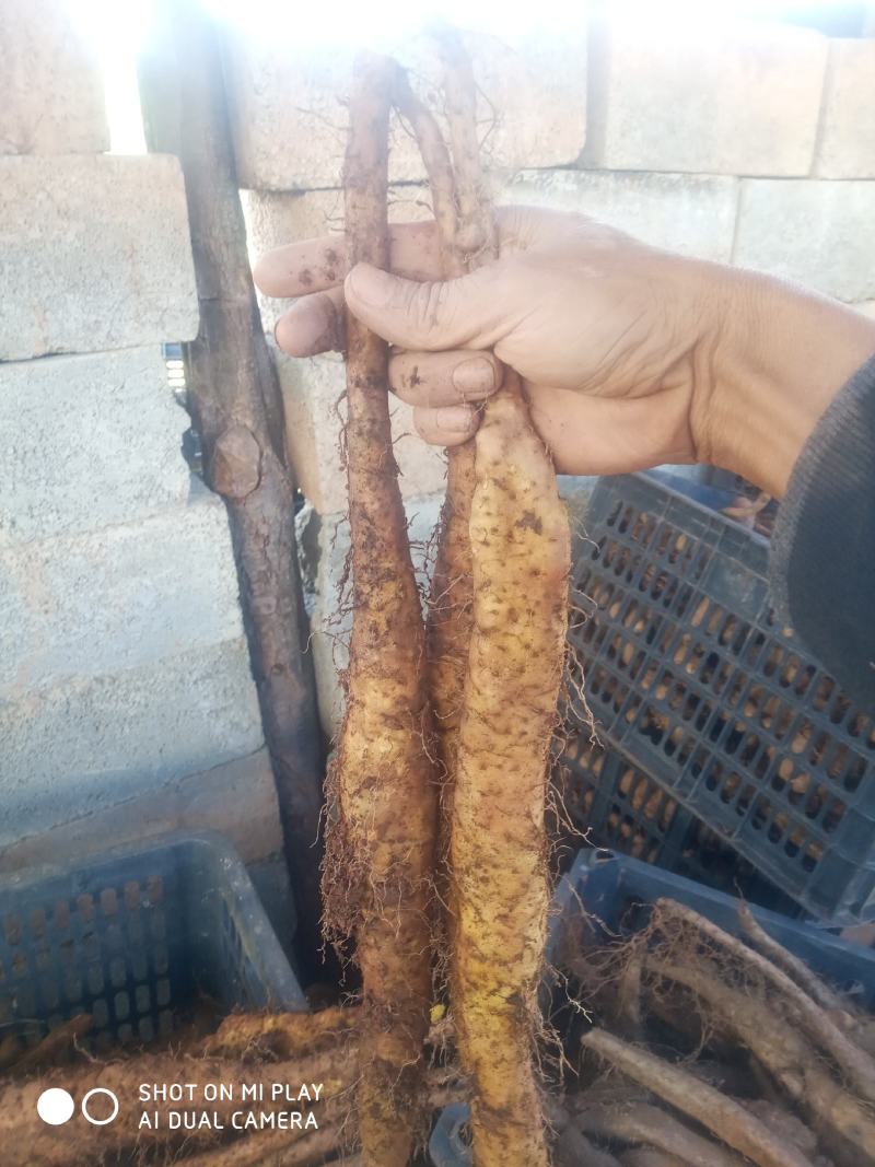 云南糯山药苗原生种培育，利用生土培育一代山药种苗