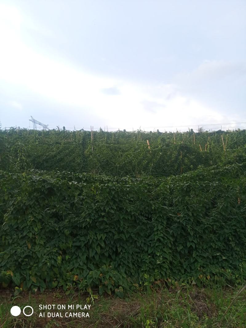 云南糯山药苗原生种培育，利用生土培育一代山药种苗