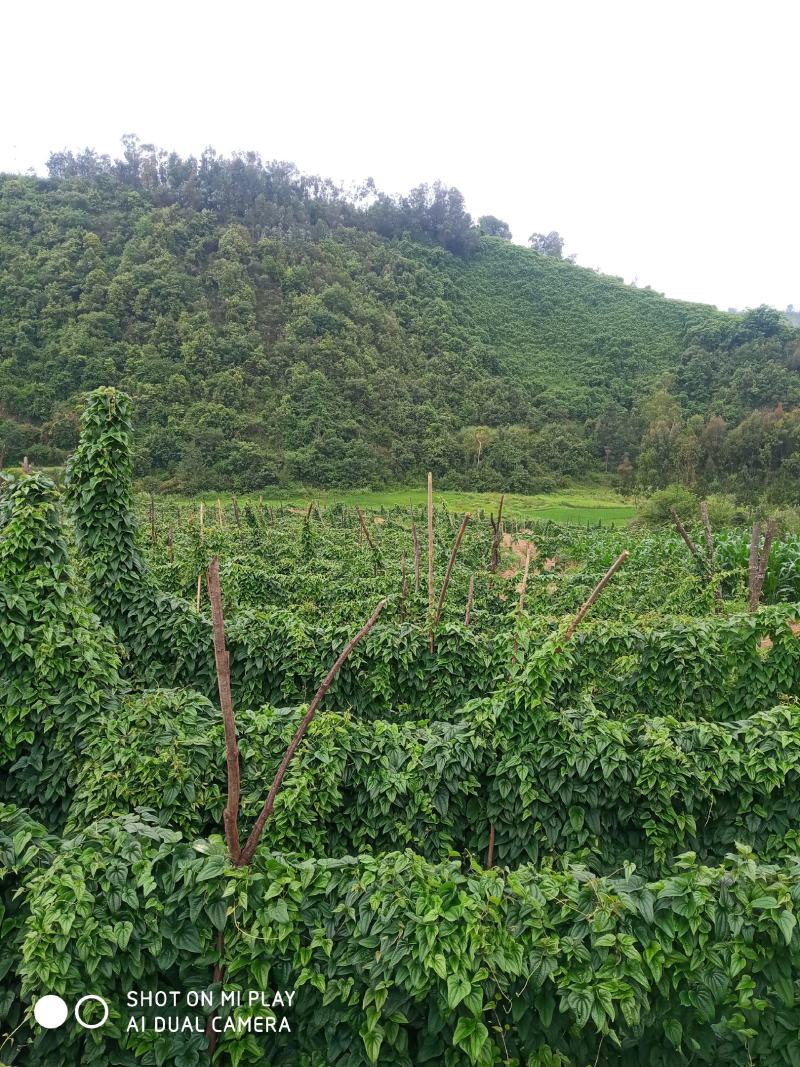 云南糯山药苗原生种培育，利用生土培育一代山药种苗